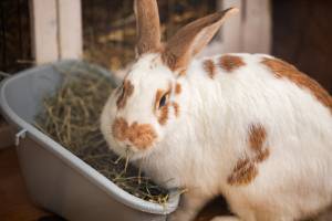 Soléa GUERINOT - SOLEA GUERINOT